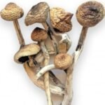 Psilocybe Cubensis(Magic Mushrooms)