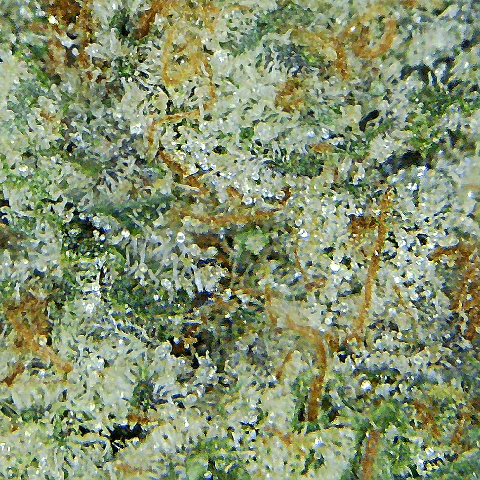 Larry OG (AAAA) - Image 2